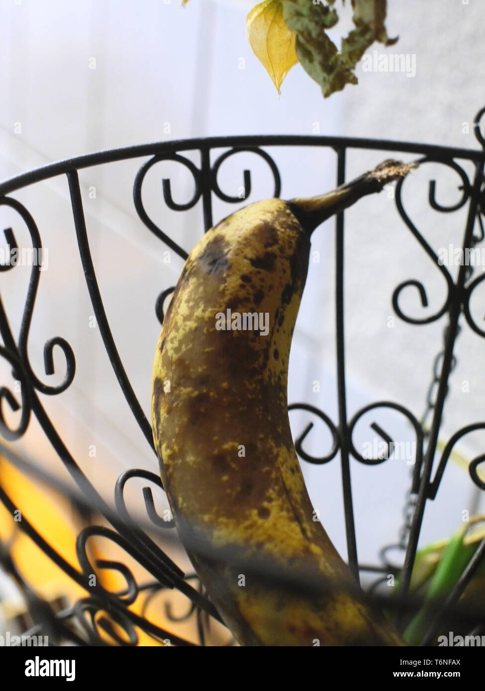a rotted overripe black dark banana in a hanging basket Stock Photo