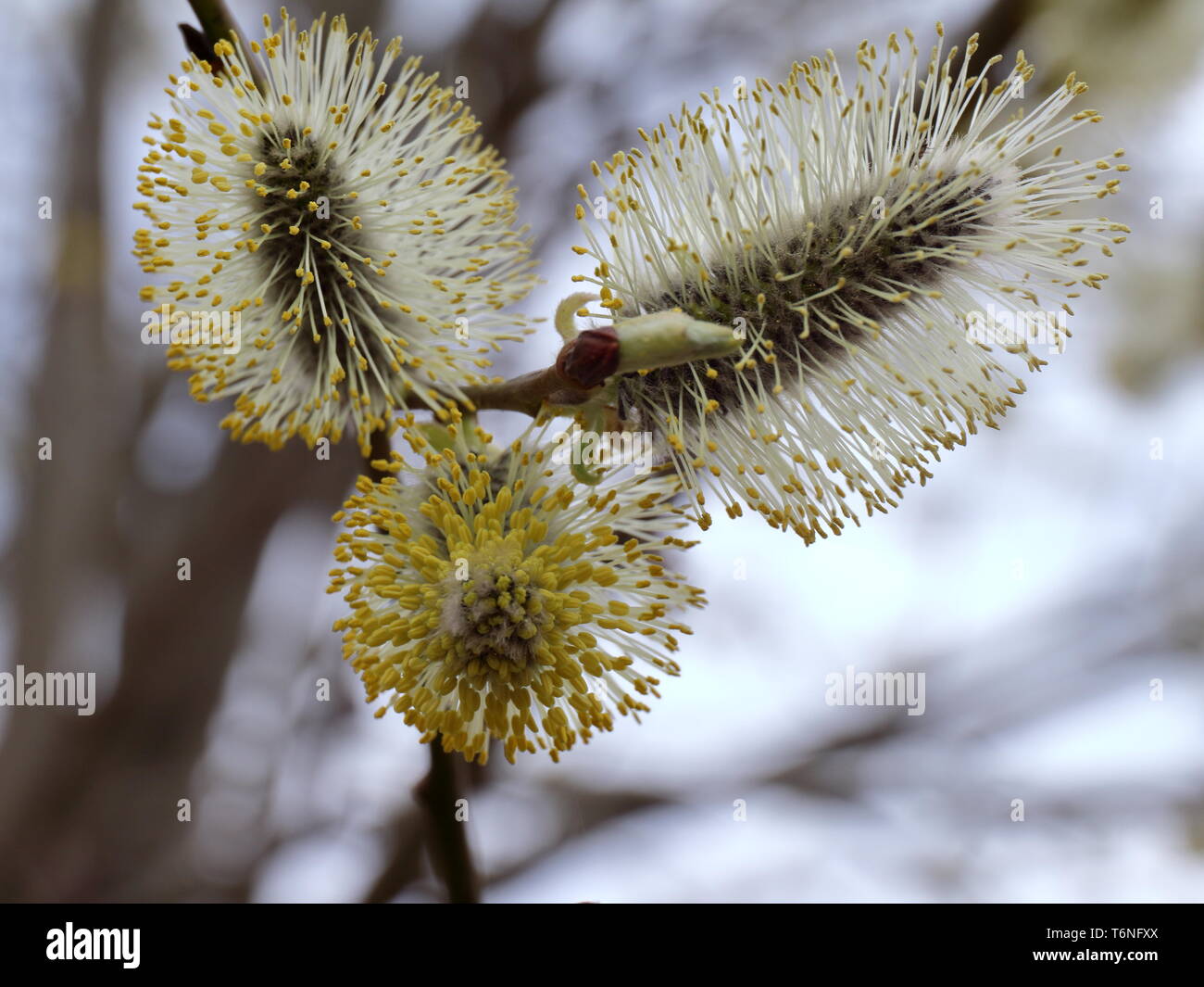 Salix alba. Salix acutifolia. Photo of inflorescence of willow in a cloudy spring day. Can be used for calendars or greeting cards. Good for designers Stock Photo