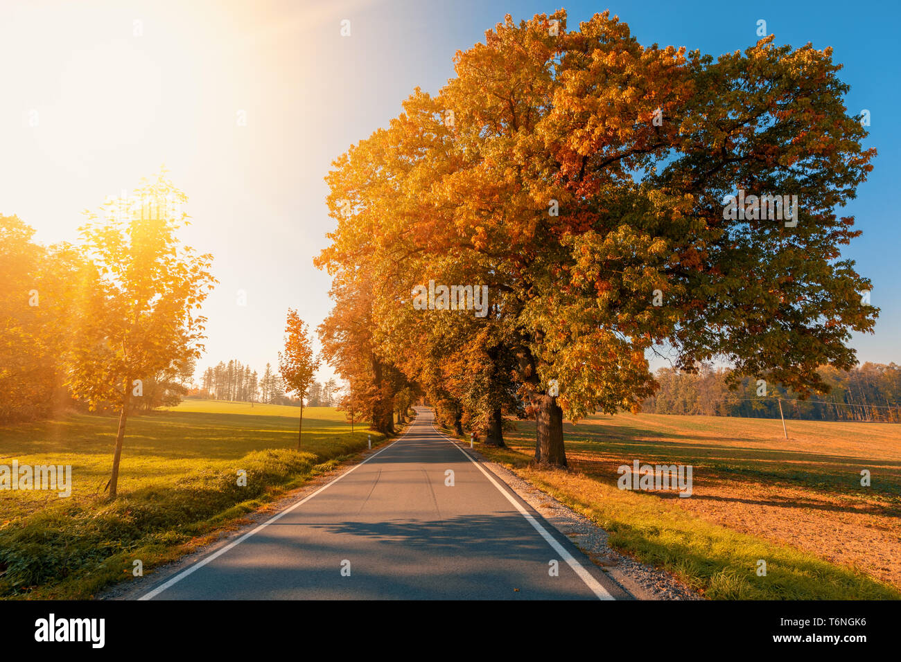 beautiful trees on alley in autumn Stock Photo - Alamy
