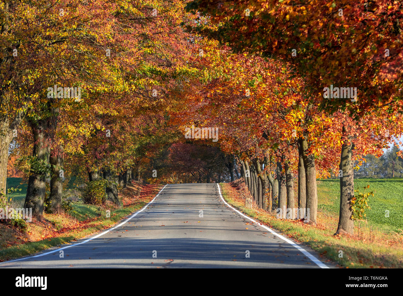 beautiful trees on alley in autumn Stock Photo - Alamy