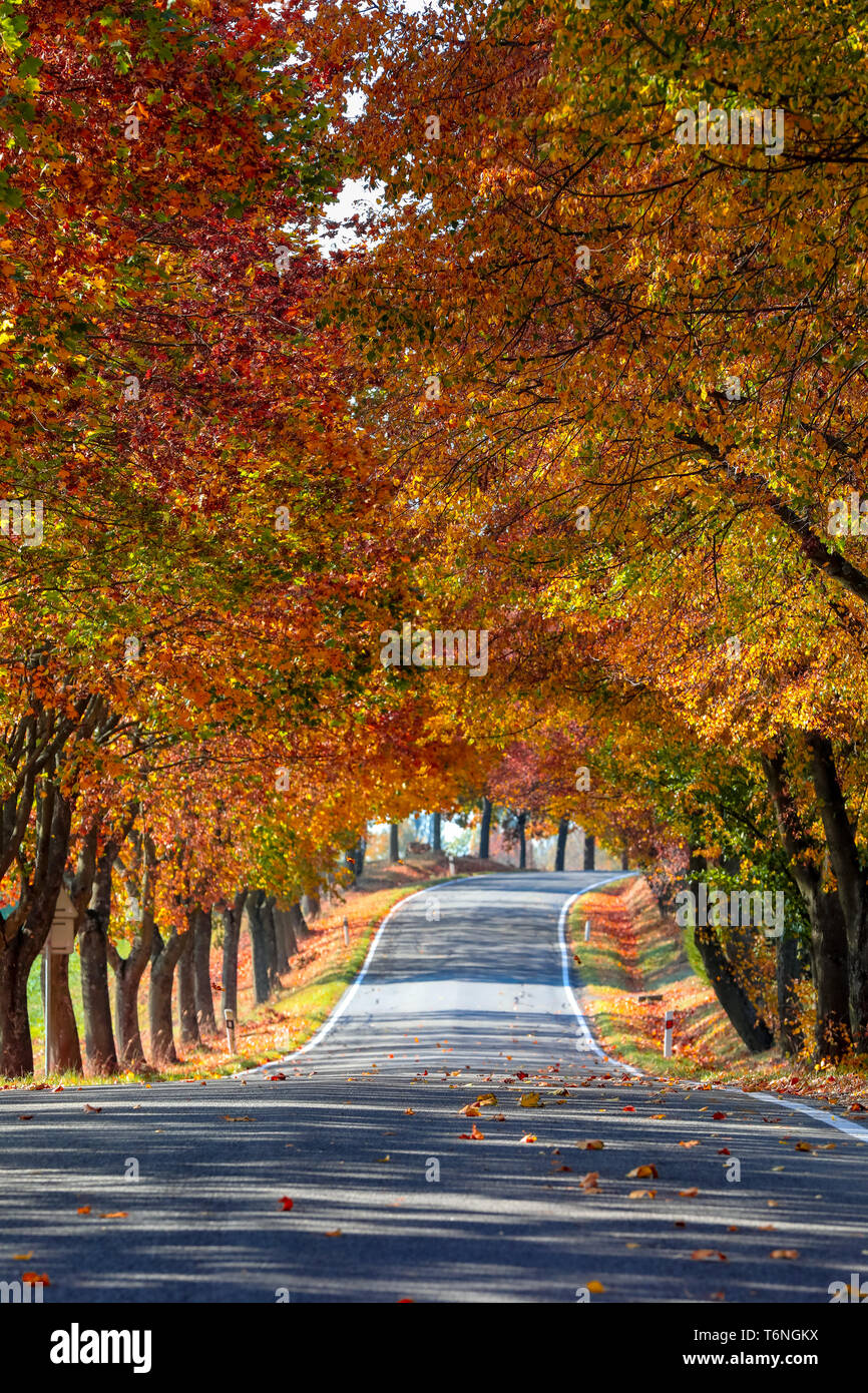 Maple Trees Leaves Line Road High Resolution Stock Photography And Images Alamy