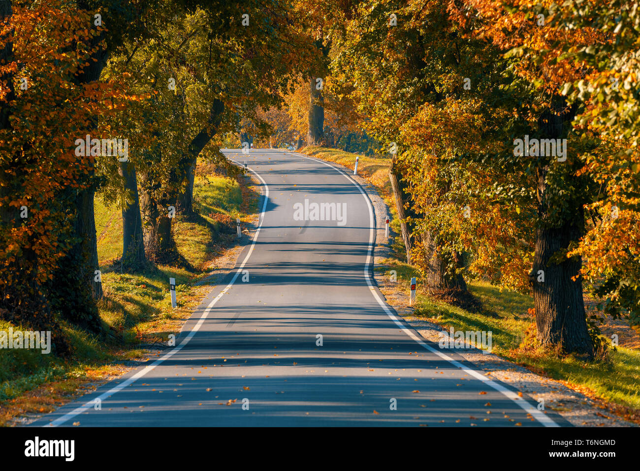 beautiful trees on alley in autumn Stock Photo - Alamy