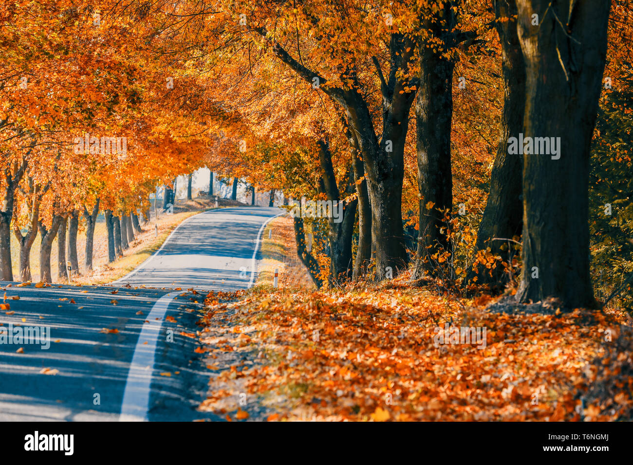 beautiful trees on alley in autumn Stock Photo - Alamy