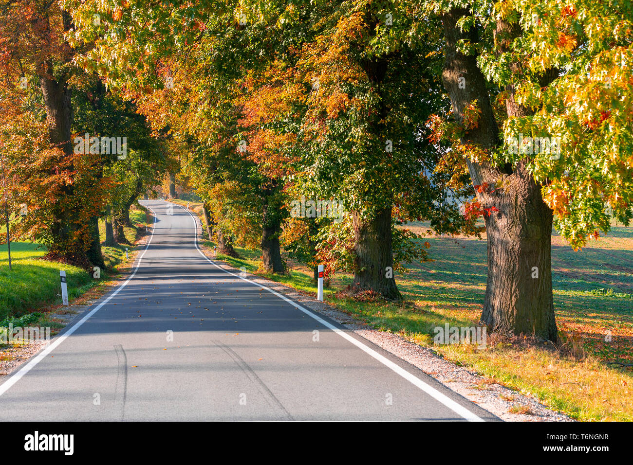 beautiful trees on alley in autumn Stock Photo - Alamy