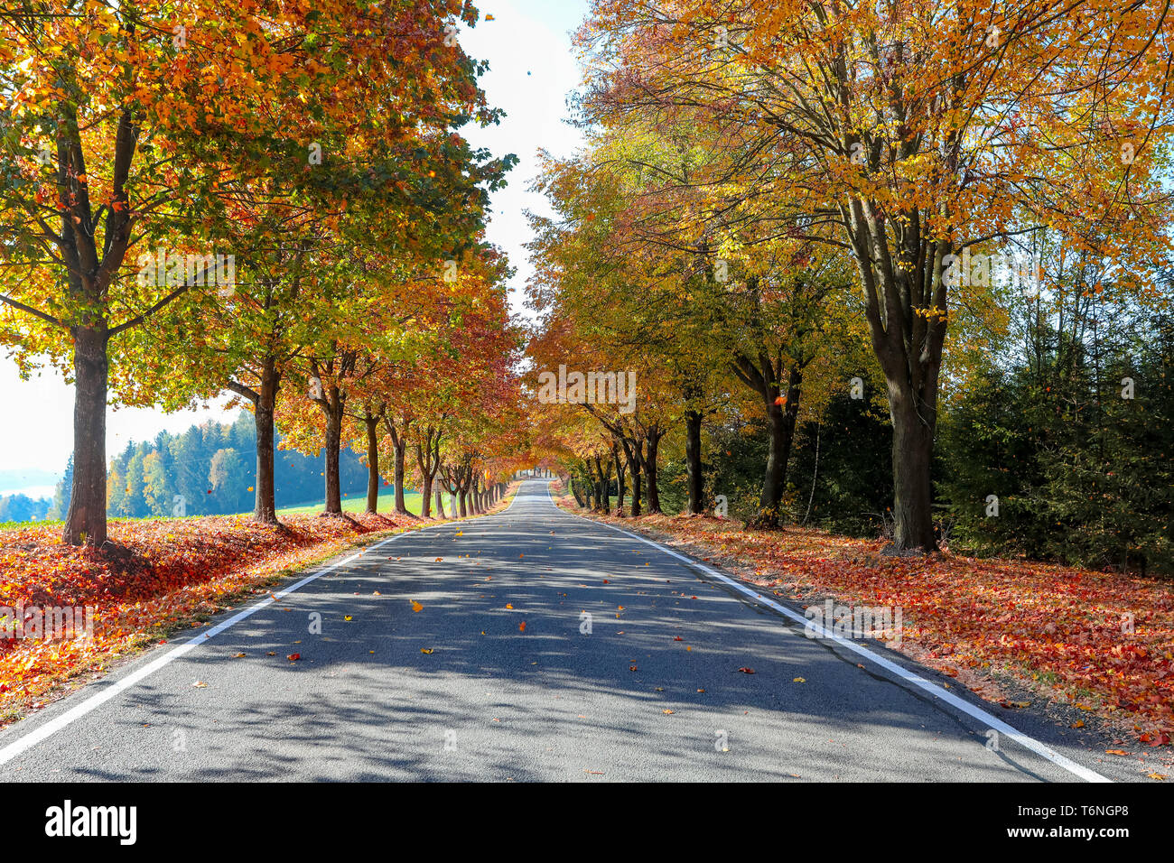beautiful trees on alley in autumn Stock Photo - Alamy
