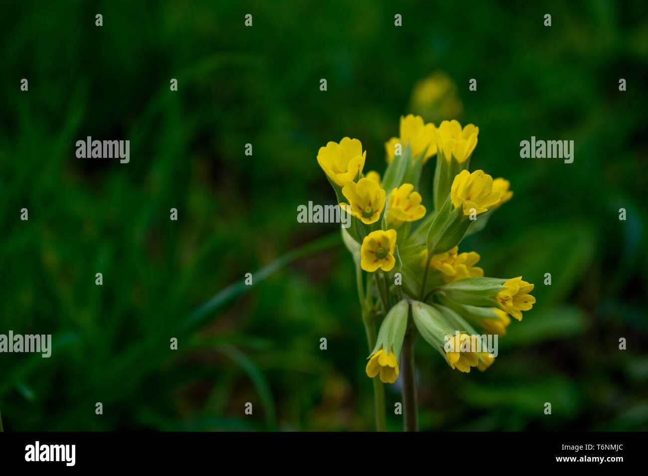 Cowslip hi-res stock photography and images - Page 33 - Alamy