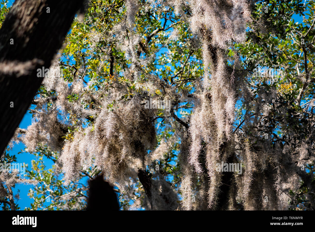 Low angle on southern live oak tree with closeup hanging Spanish moss