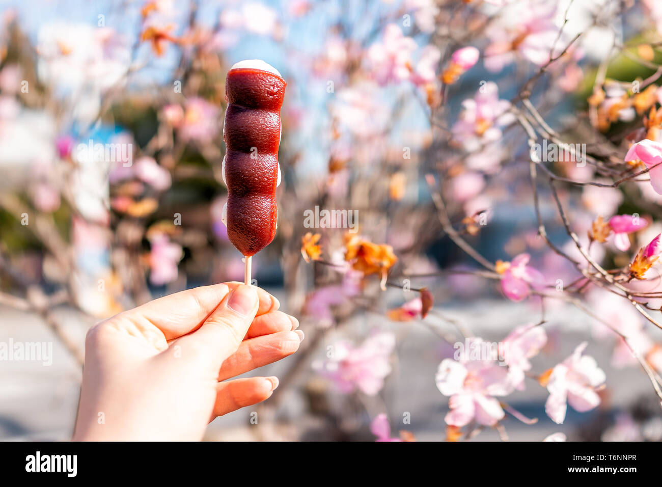 Pink cherry blossom or plum tree flower petals in spring springtime in Nikko, Japan with hand holding adzuki dango dessert Stock Photo