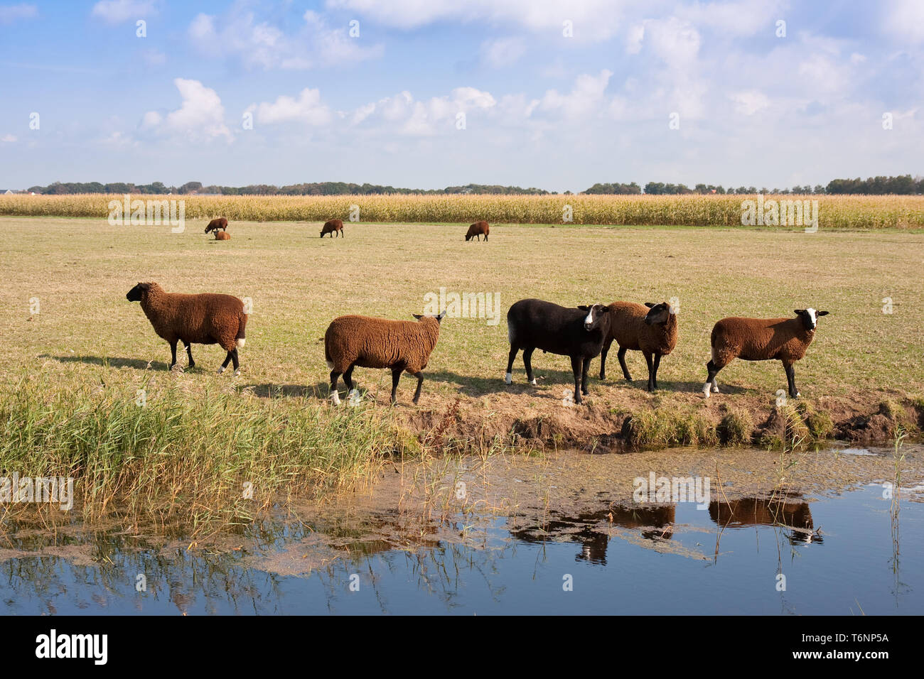 Brown sheep in the wide dutch meadow Stock Photo - Alamy