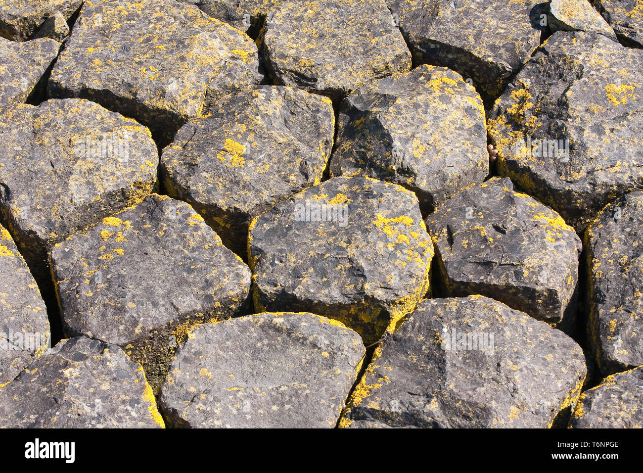 Basalt rocks coverd with moss at the dutch shore Stock Photo