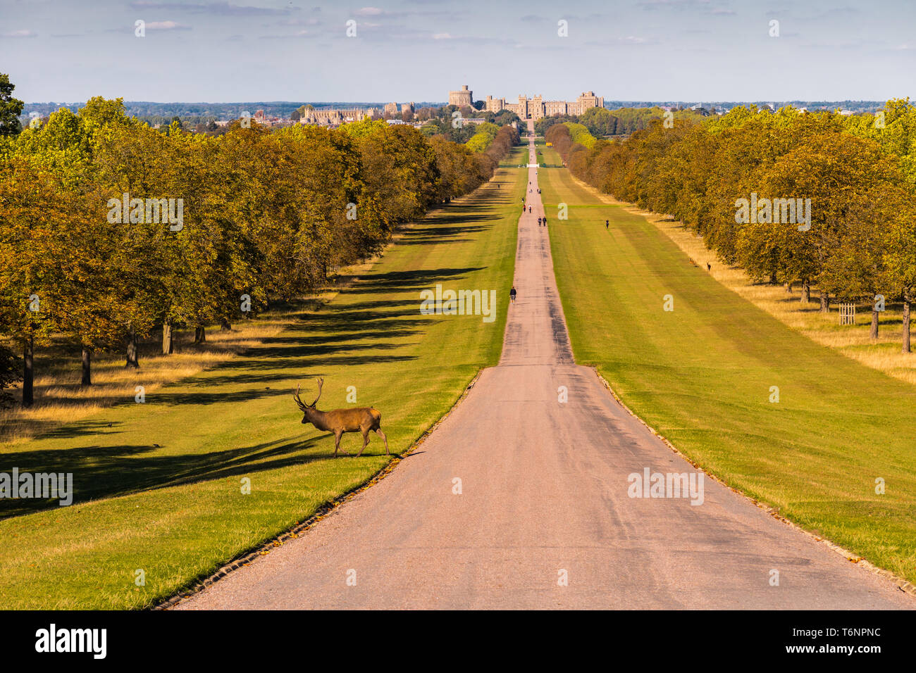Windsor Great Park The Long Walk Stock Photo Alamy