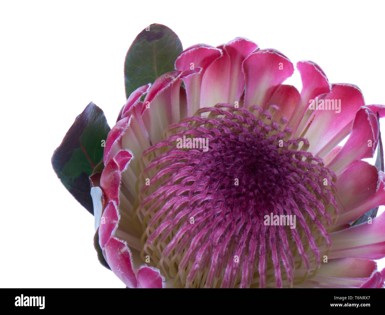 Purple protea, isolated on white Stock Photo