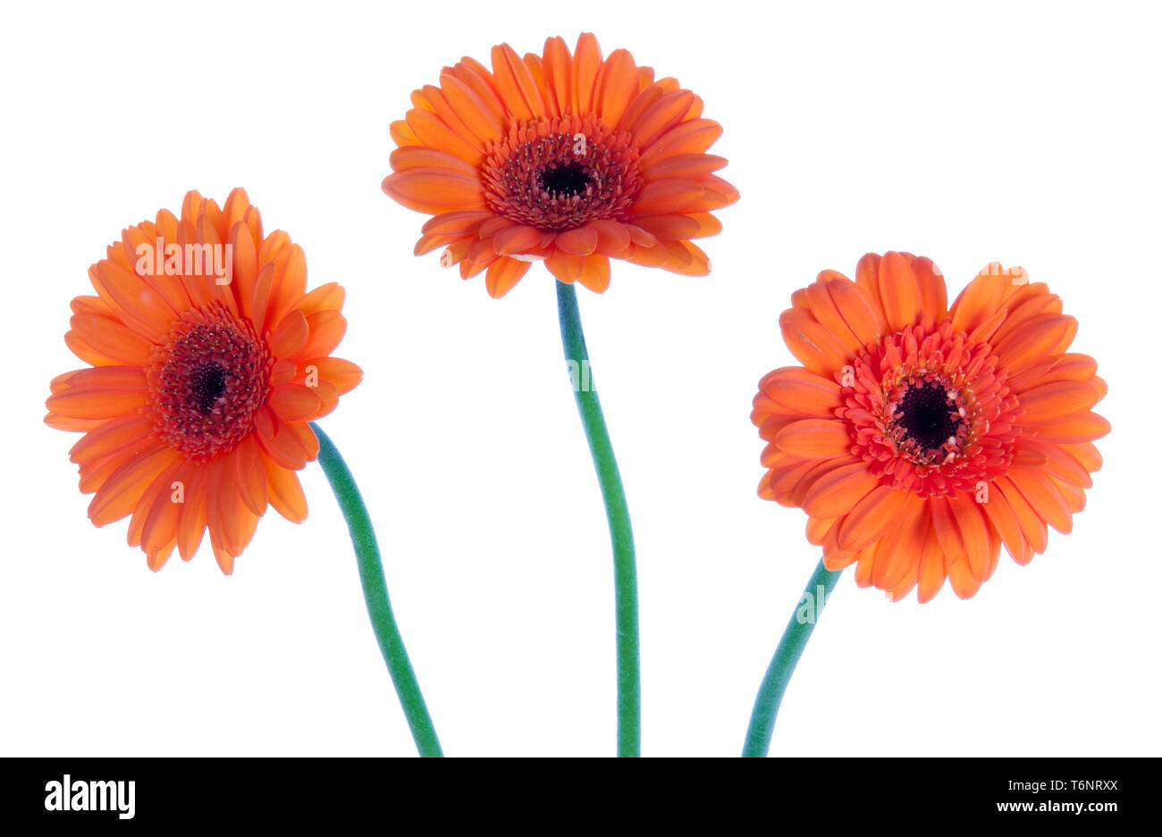 Three beautiful gerbera, isolated on white Stock Photo