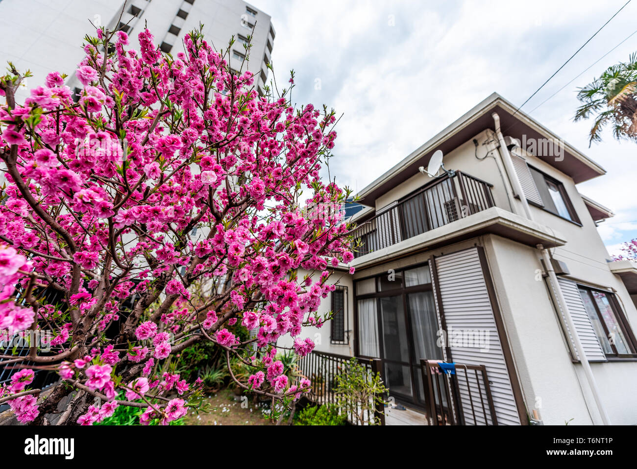 Traditional Japanese house in Shinjuku area of tokyo with pink flower ...
