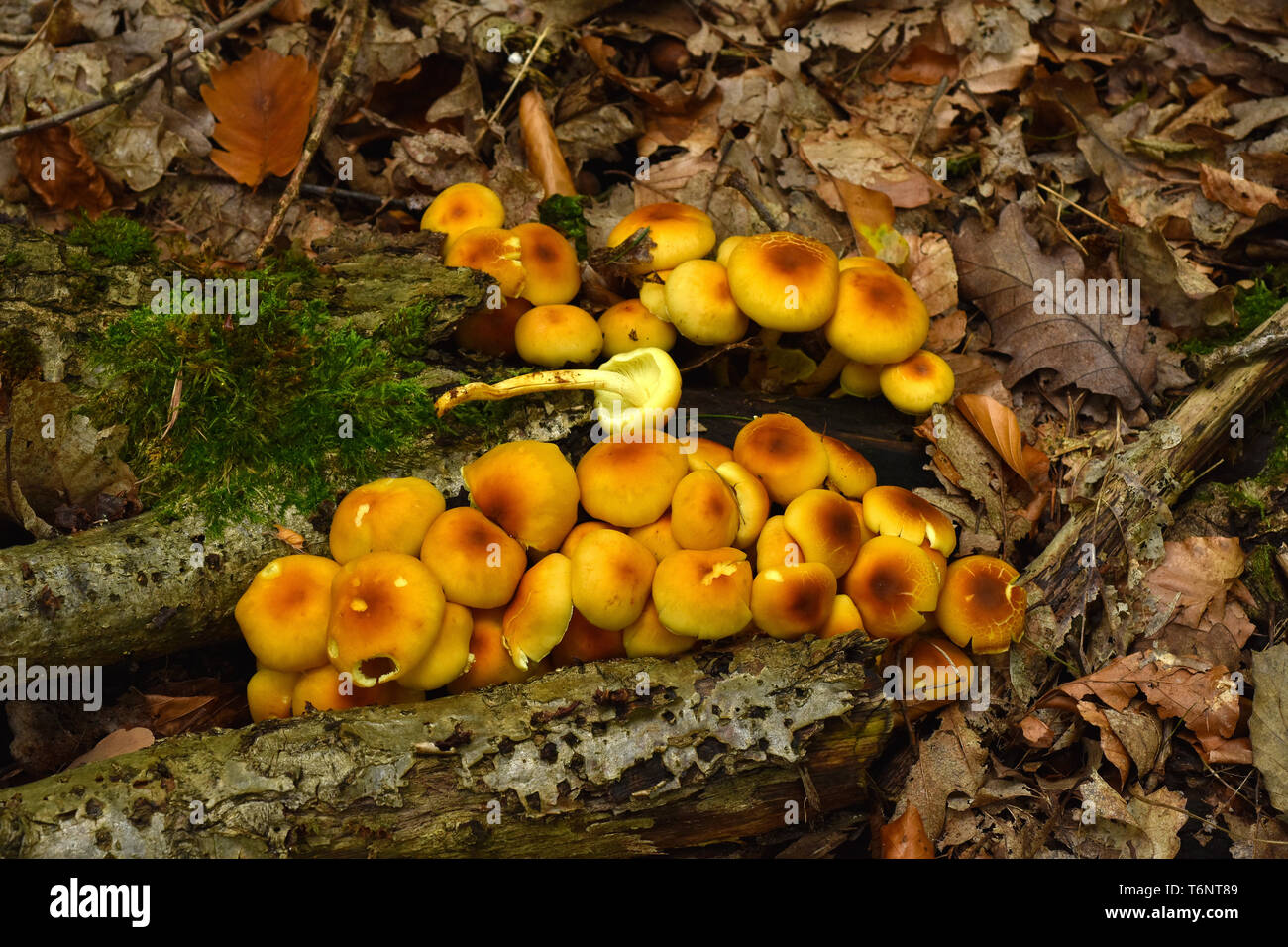 conifer tuft, smoky-gilled naematoloma, smoky-gilled woodlover, Stock Photo