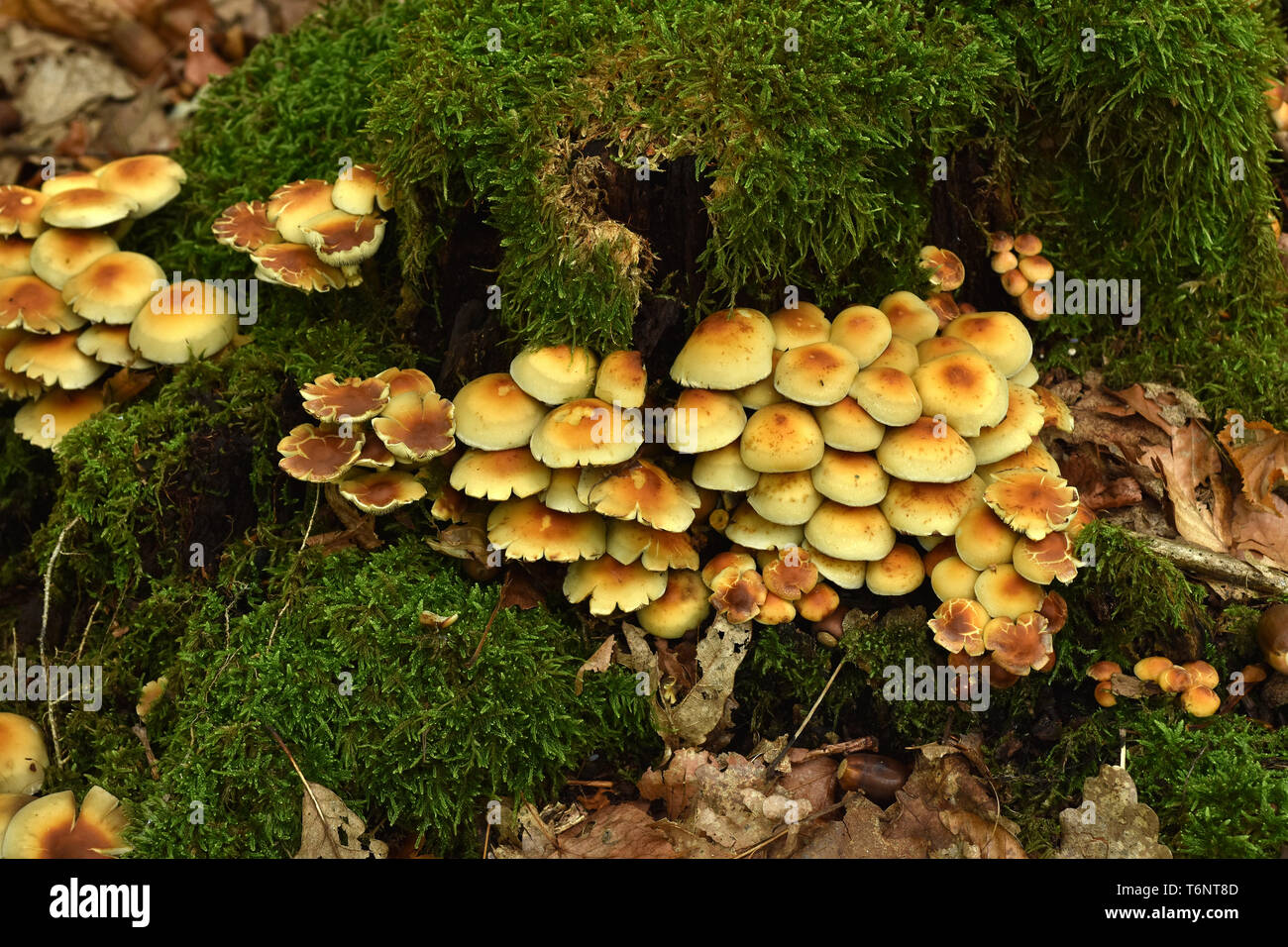 conifer tuft, smoky-gilled naematoloma, smoky-gilled woodlover, Stock Photo