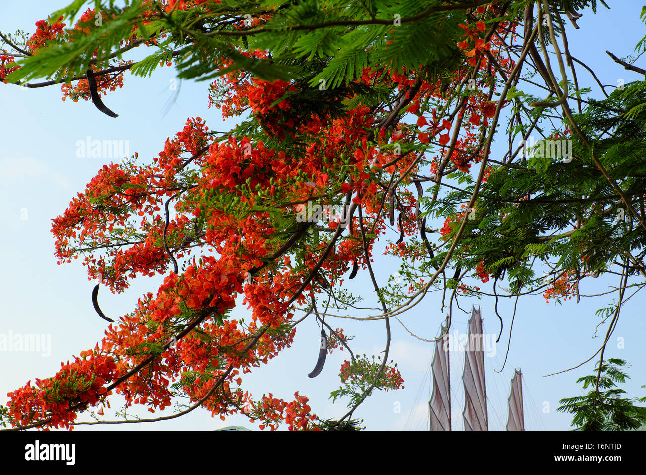Flamboyant tree, phoenix flower, an urban tree that bloom bright red