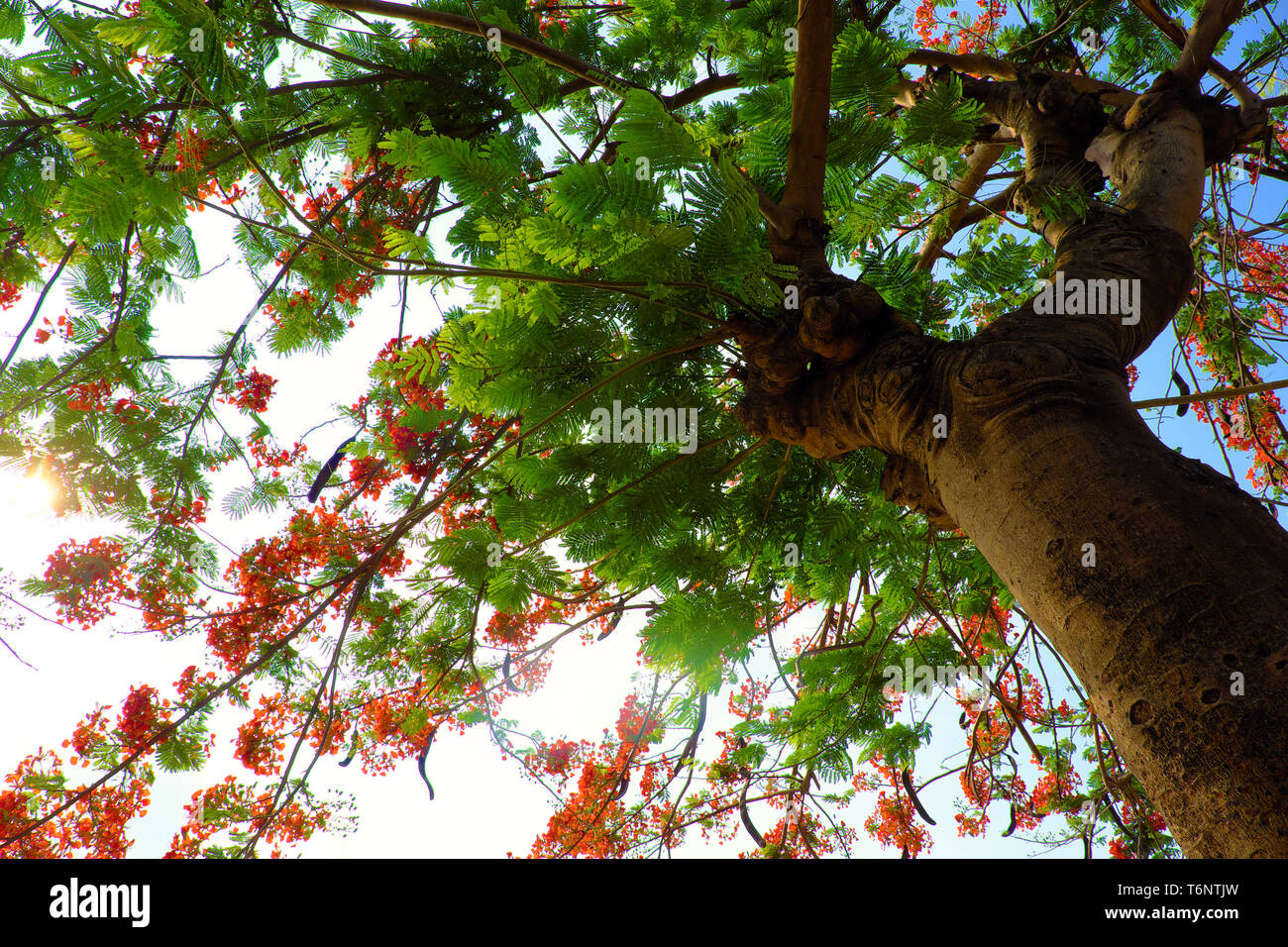 Flamboyant tree or phoenix flower,  urban tree that bloom bright red flowers in summer season, beautiful blossom on branch of tree from bottom view Stock Photo