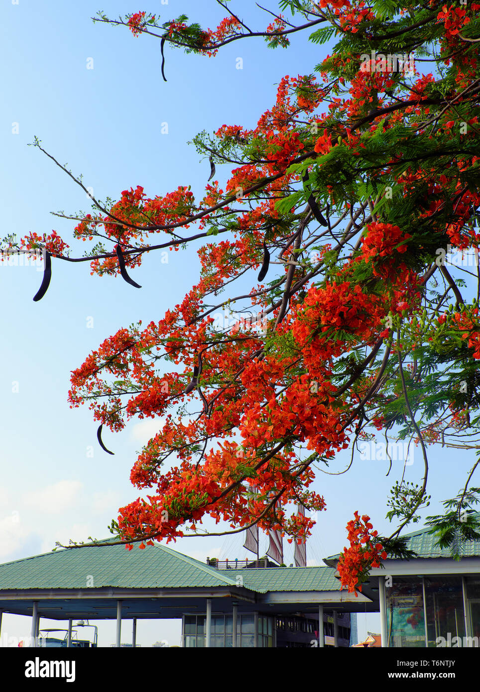 Flamboyant tree or phoenix flower,  urban tree that bloom bright red flowers in summer season, beautiful blossom on branch of tree from bottom view Stock Photo