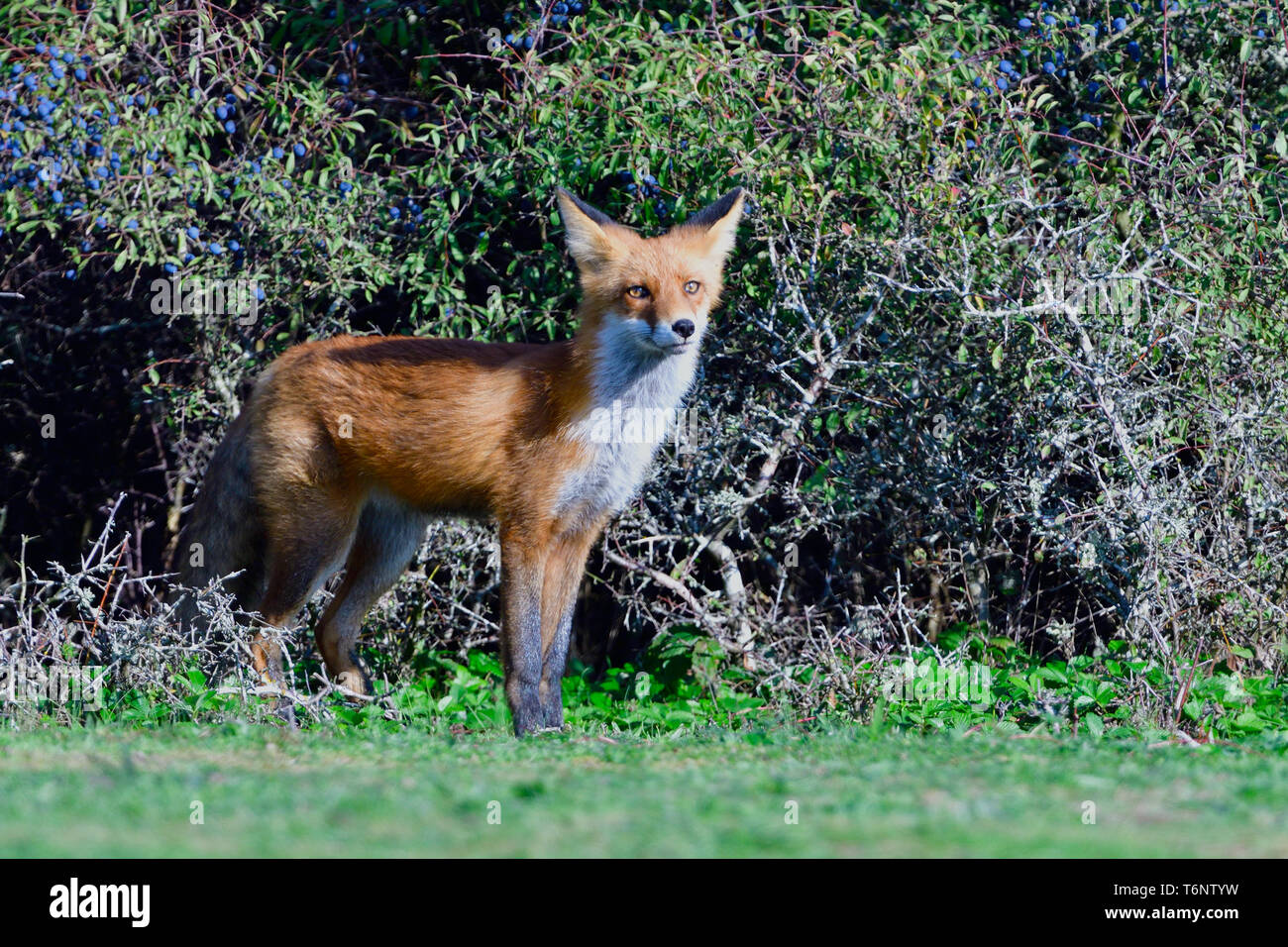 European Red Fox, Germany Stock Photo