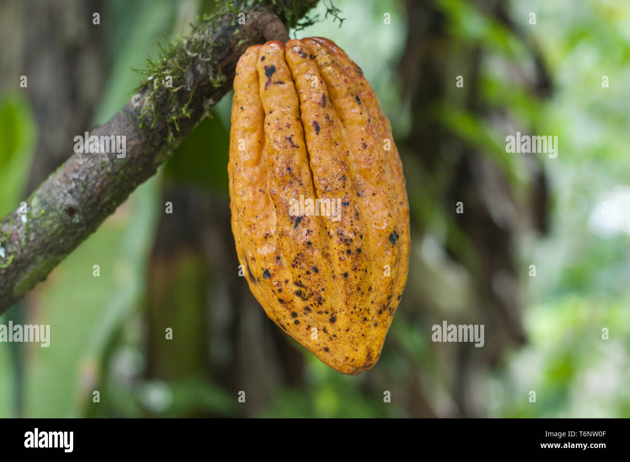 Cocoa tree theobroma cacao hi-res stock photography and images - Alamy