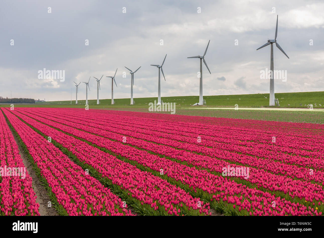 Dutch tulip field with a long row of wind turbines Stock Photo
