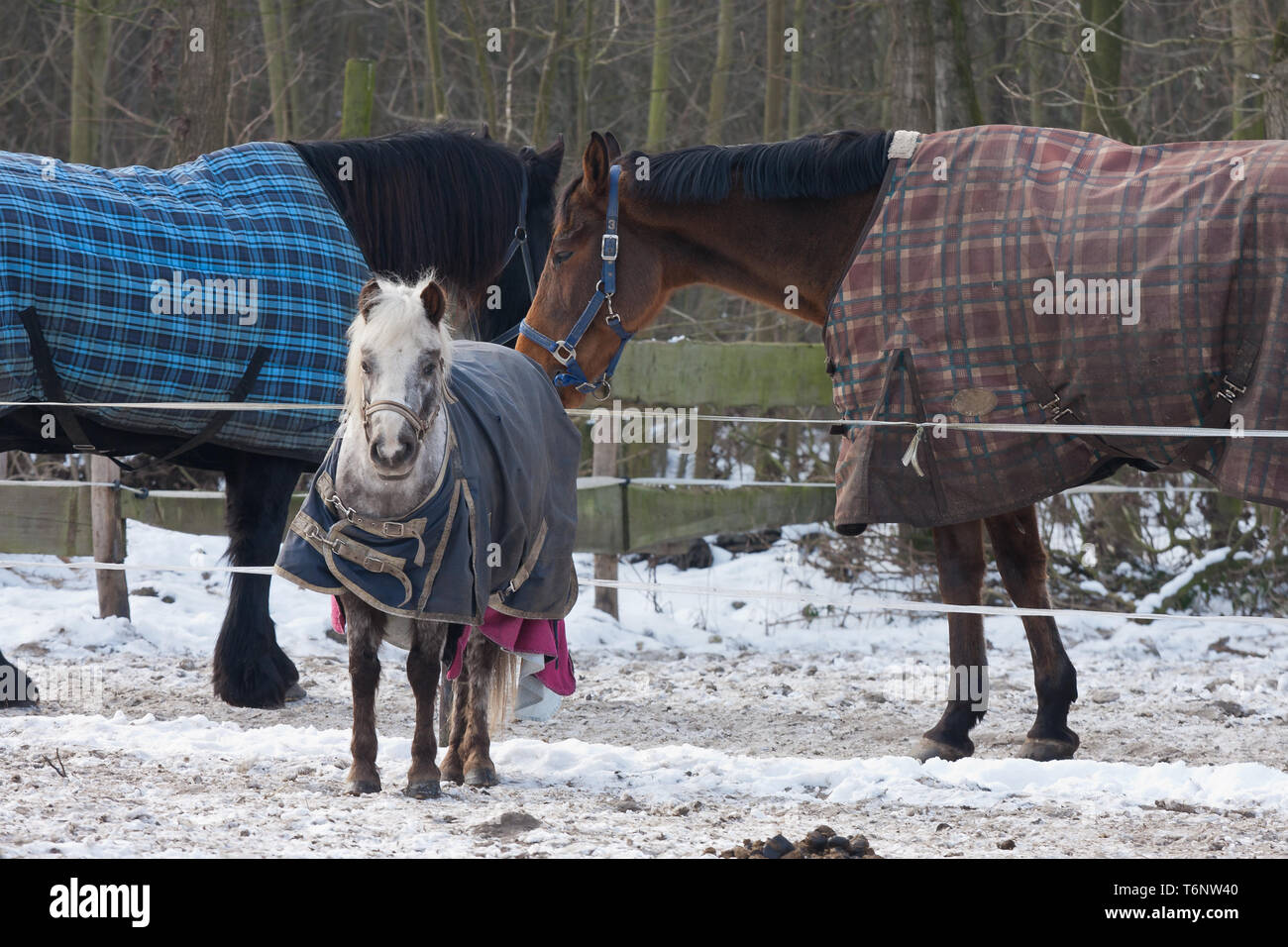 Horses wearing blankets in wintertime Stock Photo