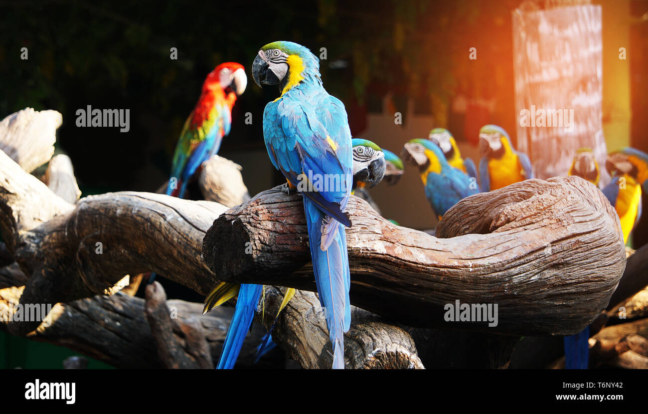 Colorful macaw bird on tree branch. Stock Photo