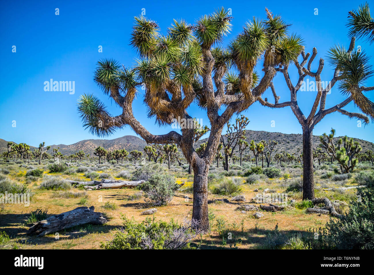 Joshua Trees in Joshua Tree National Park, California Stock Photo Alamy