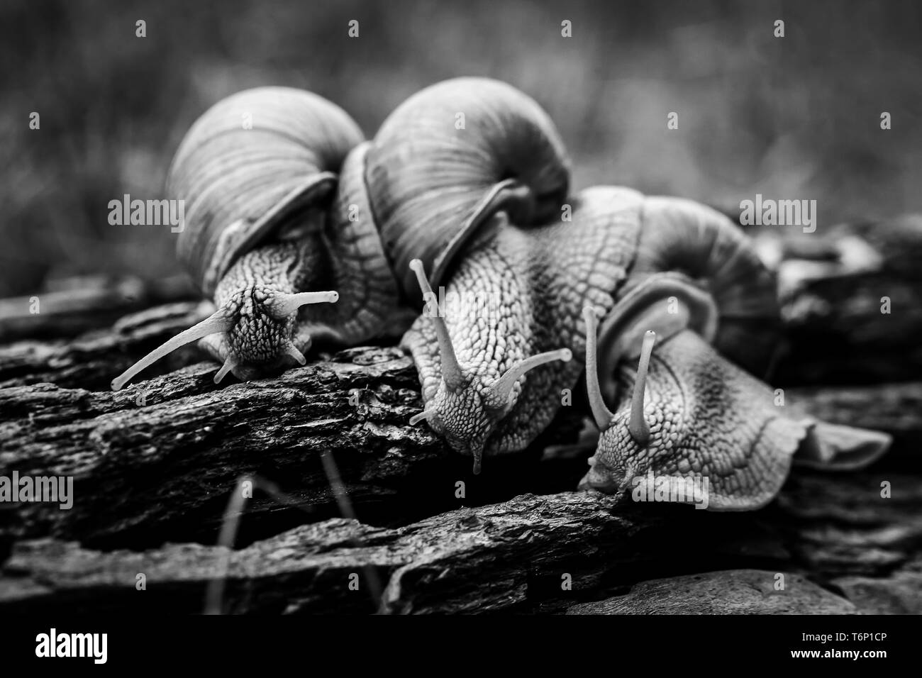 three big snails crawl one on one in the forest Stock Photo