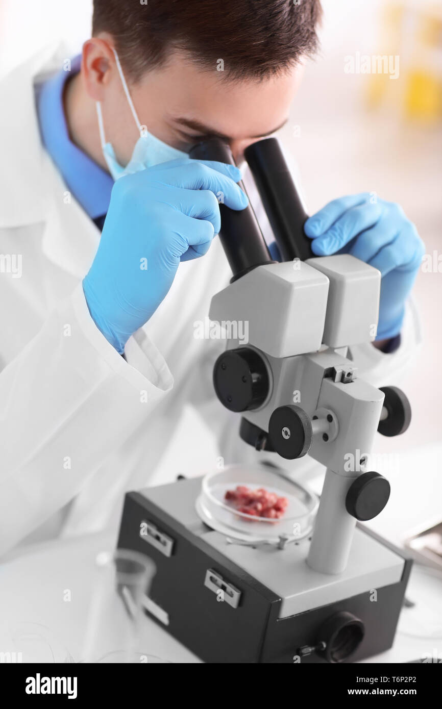 Scientist using microscope for examining meat sample in laboratory Stock Photo