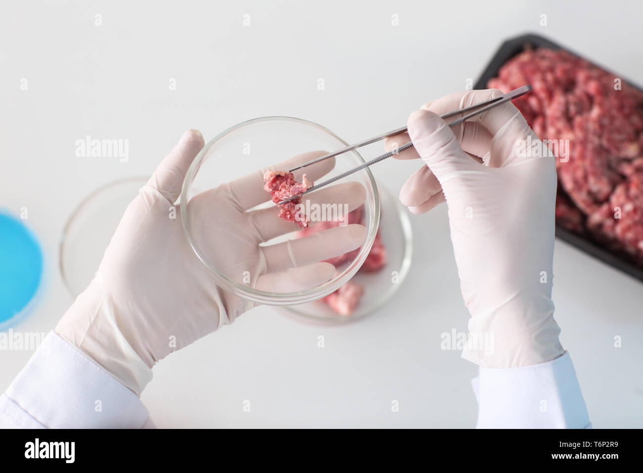 Scientist examining meat sample in laboratory, closeup Stock Photo