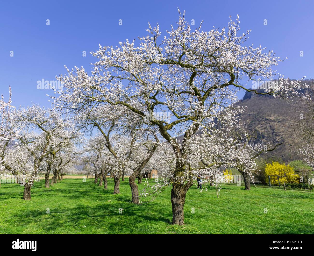 Apricot trees (Prunus armeniaca) in full bloom, Wachau, Willendorf, Lower Austria, Austria Stock Photo