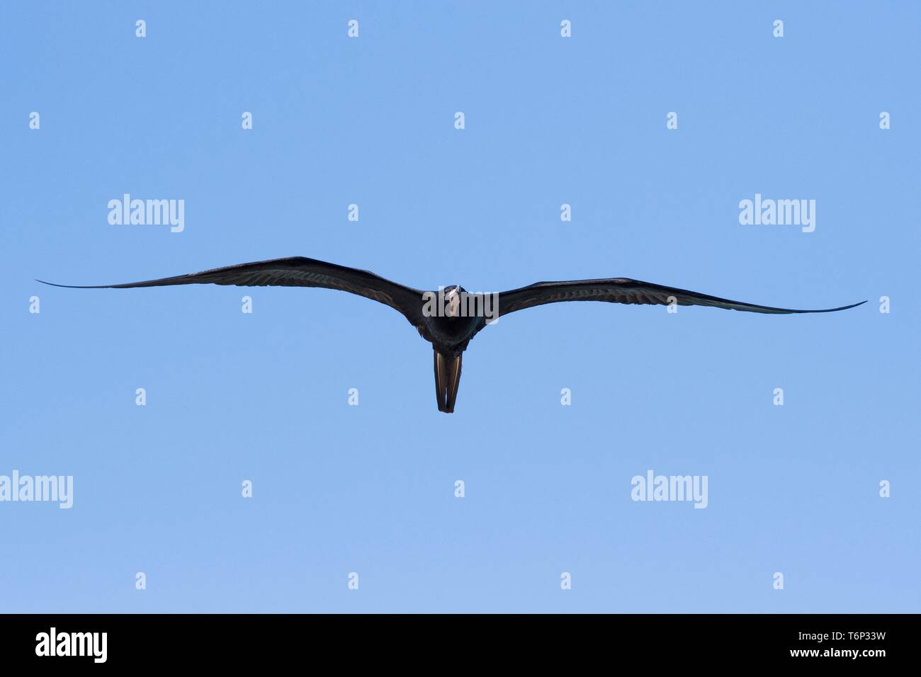 Magnificent frigatebird (Fregata magnificens), flying, Rio Lagartos ...
