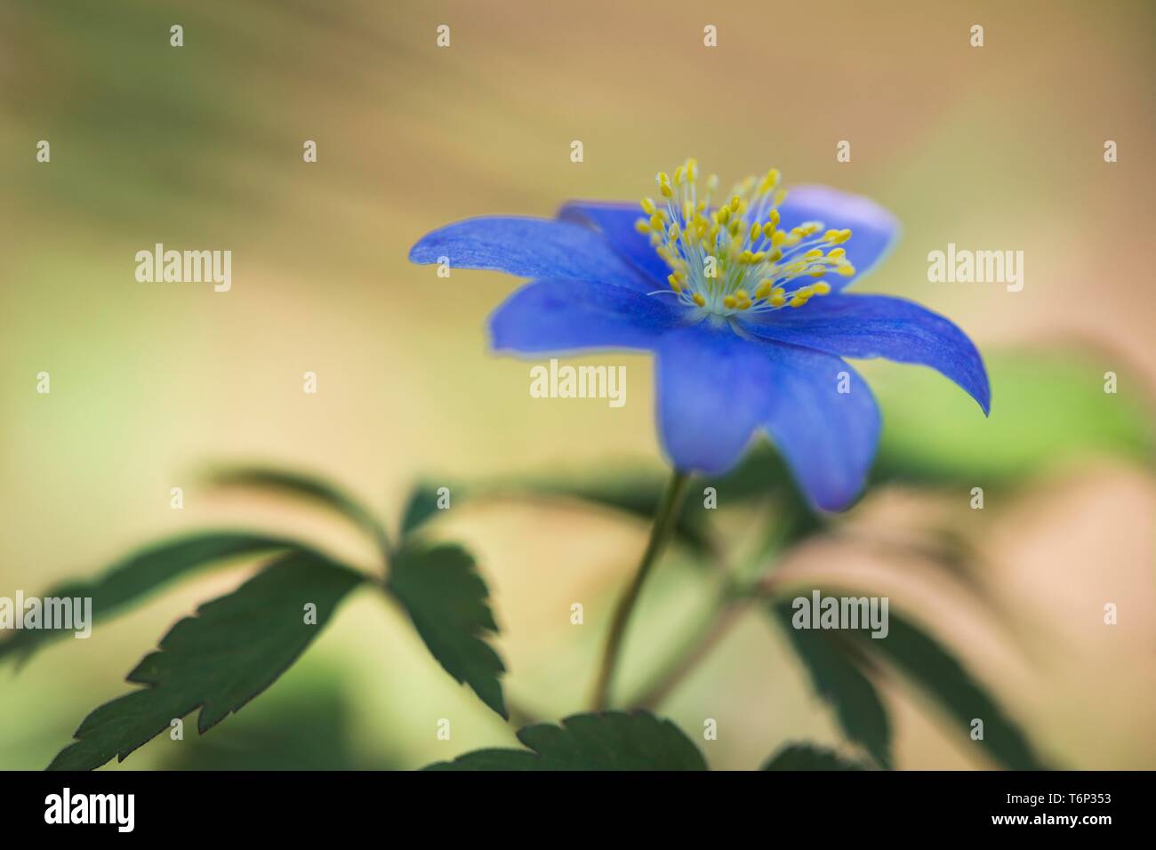 Wood anemone royal blue hires stock photography and images Alamy