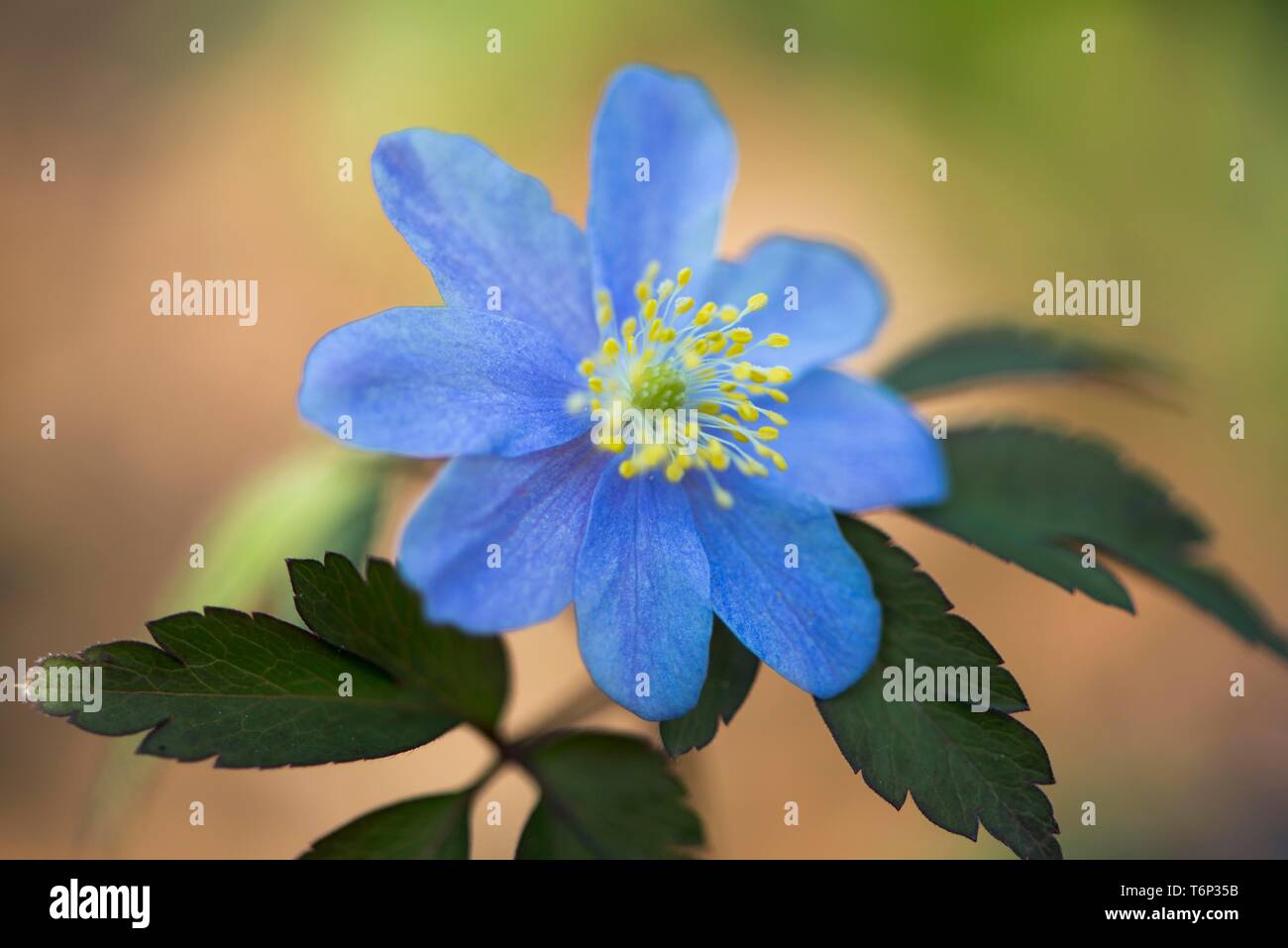 Blue Wood anemone (Anemone nemorosa Royal Blue), Emsland, Lower Saxony