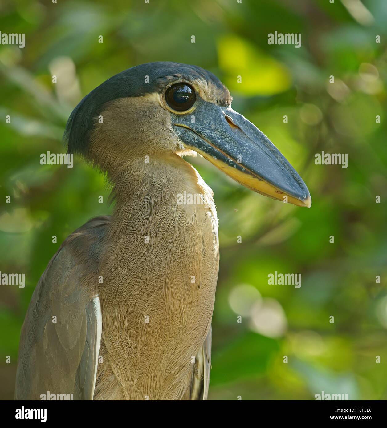 Boat-billed heron (Cochlearius cochlearius) sits in the tree, animal ...