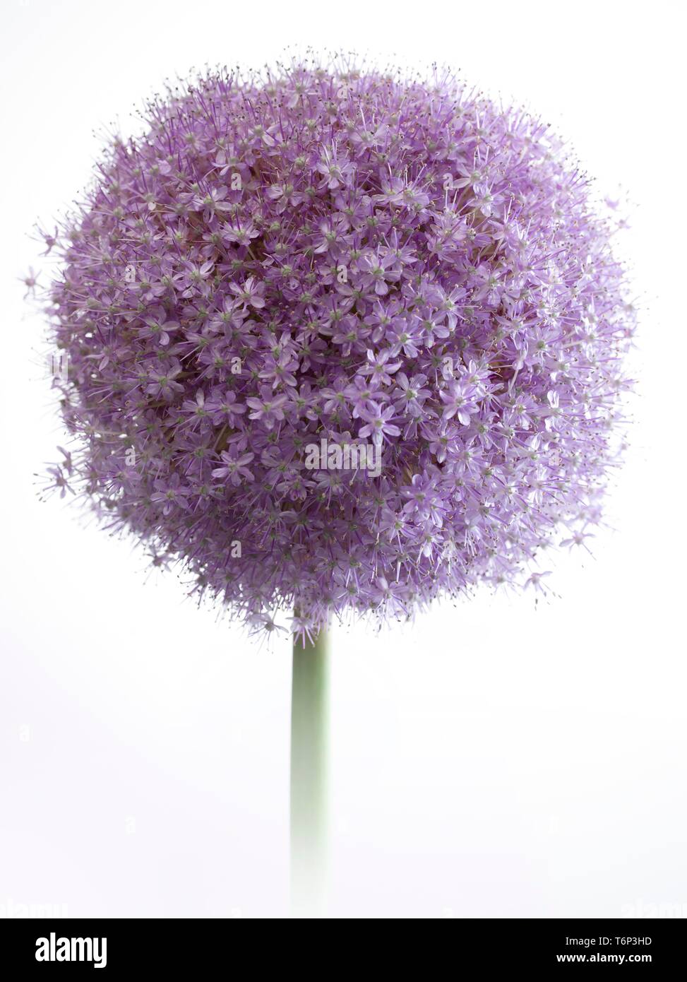 Purple flowering ornamental garlic, giant ornamental garlic (Allium), inflorescence, Germany Stock Photo
