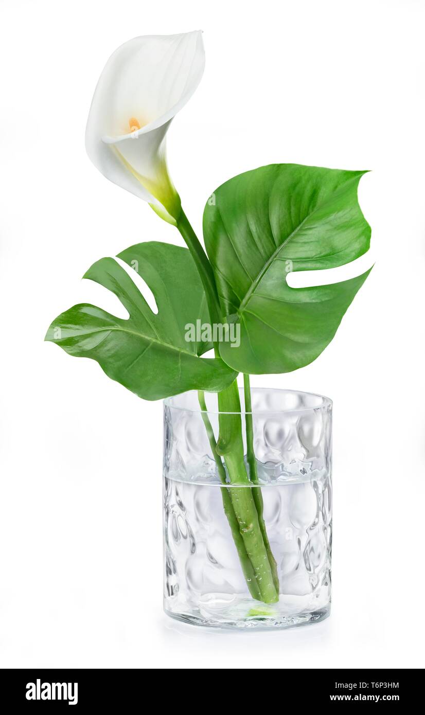 White Calla (Calla) and Monstera (Monstera), glass vase, Germany Stock Photo