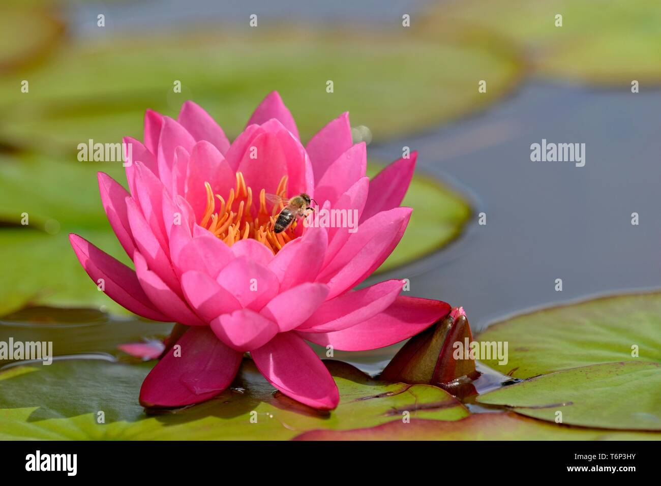 Water lily (Nymphaea), variety James Brydon, pink flower with honey bee (Apis), North Rhine-Westphalia, Germany Stock Photo