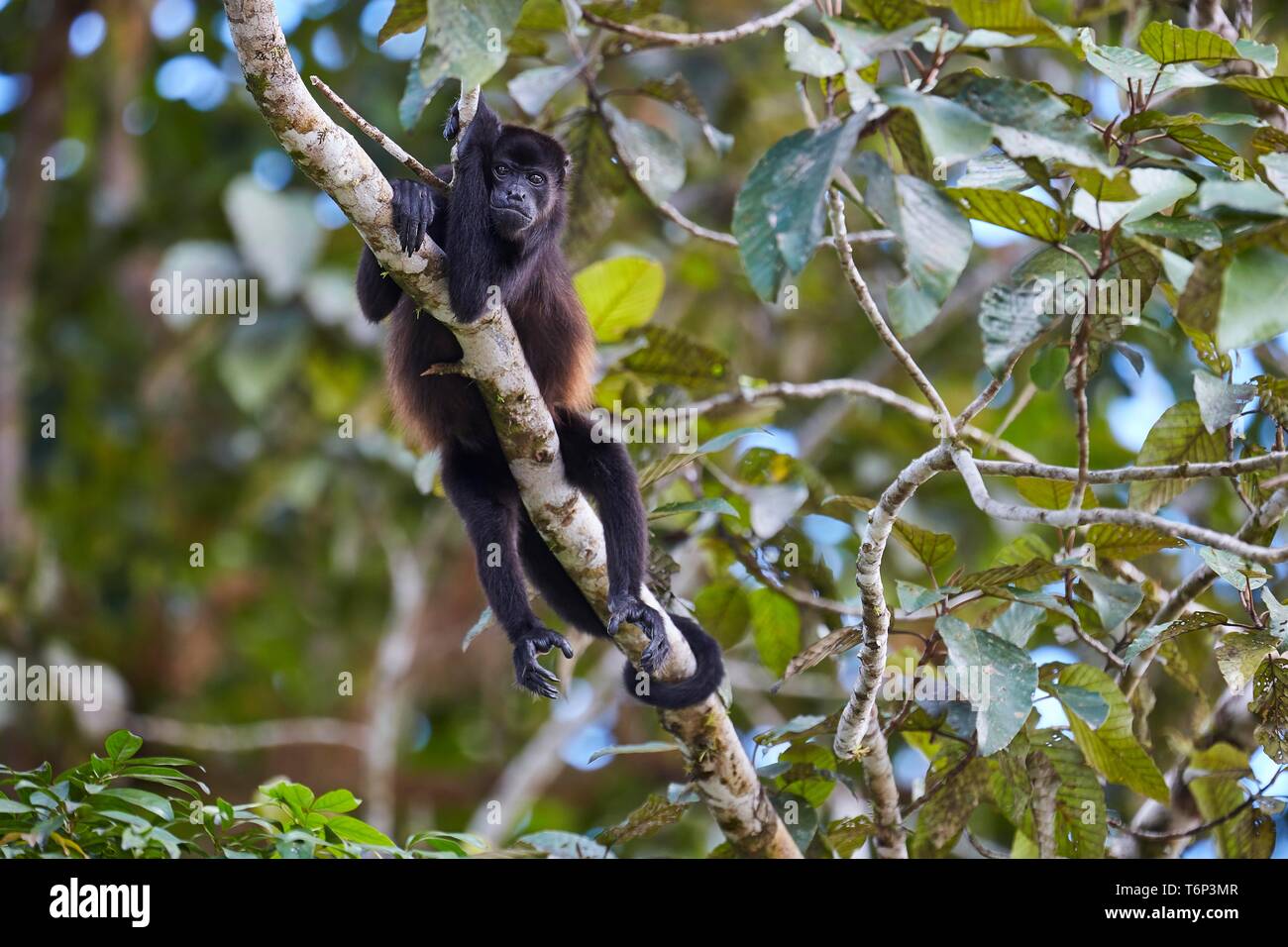Howler monkey (Alouatta) lying on tree branch, Maquenque Lodge in the north of Costa Rica Stock Photo