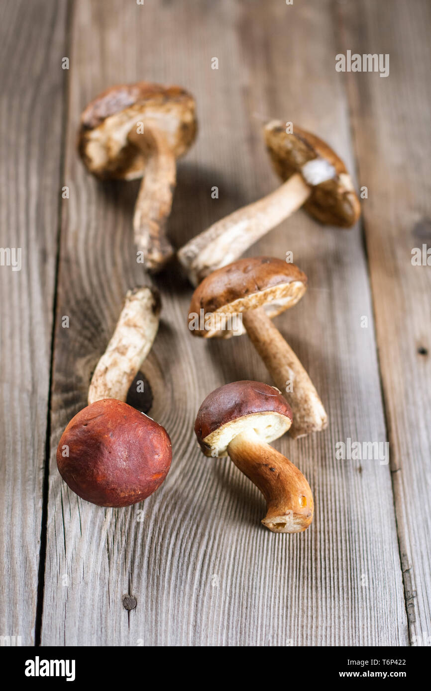 Browncap boletus mushrooms Stock Photo Alamy