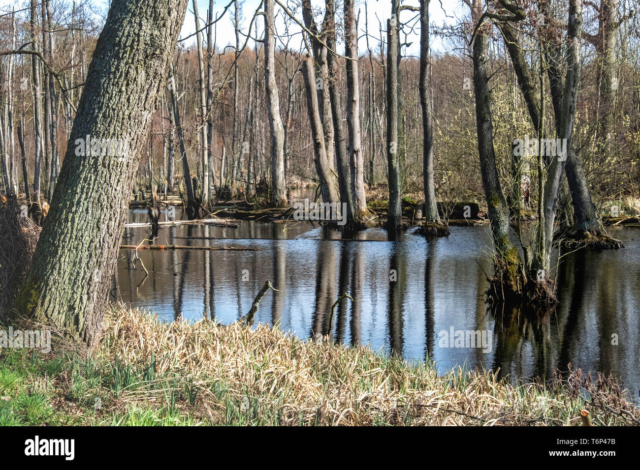Water & reflections. Boggy swamp area with dead & dying trees next to Luisenhof road, Brandenburg, Germany Stock Photo