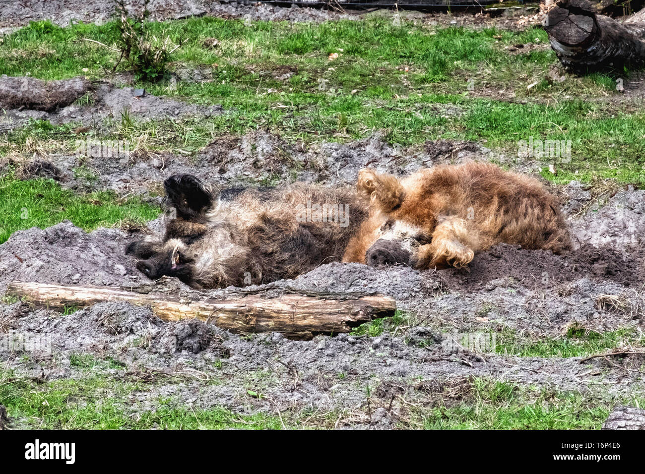 Swallow-bellied Mangalitsa Pig  at the  Schorfheide Game Reserve  in Brandenburg,Germany. The breed was developed mid-nineteenth century Stock Photo