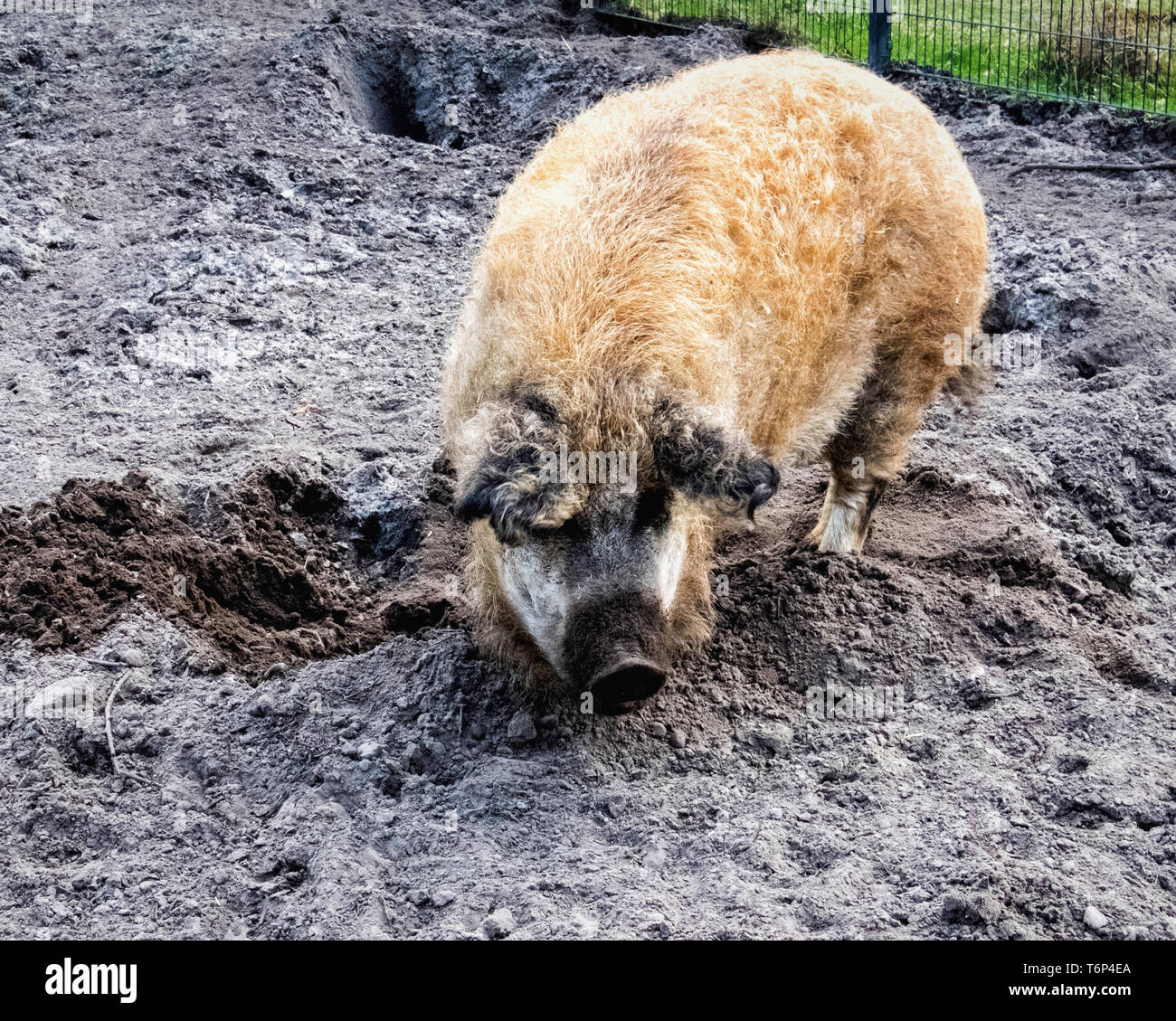 Swallow-bellied Mangalitsa Pig  at the  Schorfheide Game Reserve  in Brandenburg,Germany. The breed was developed mid-nineteenth century Stock Photo