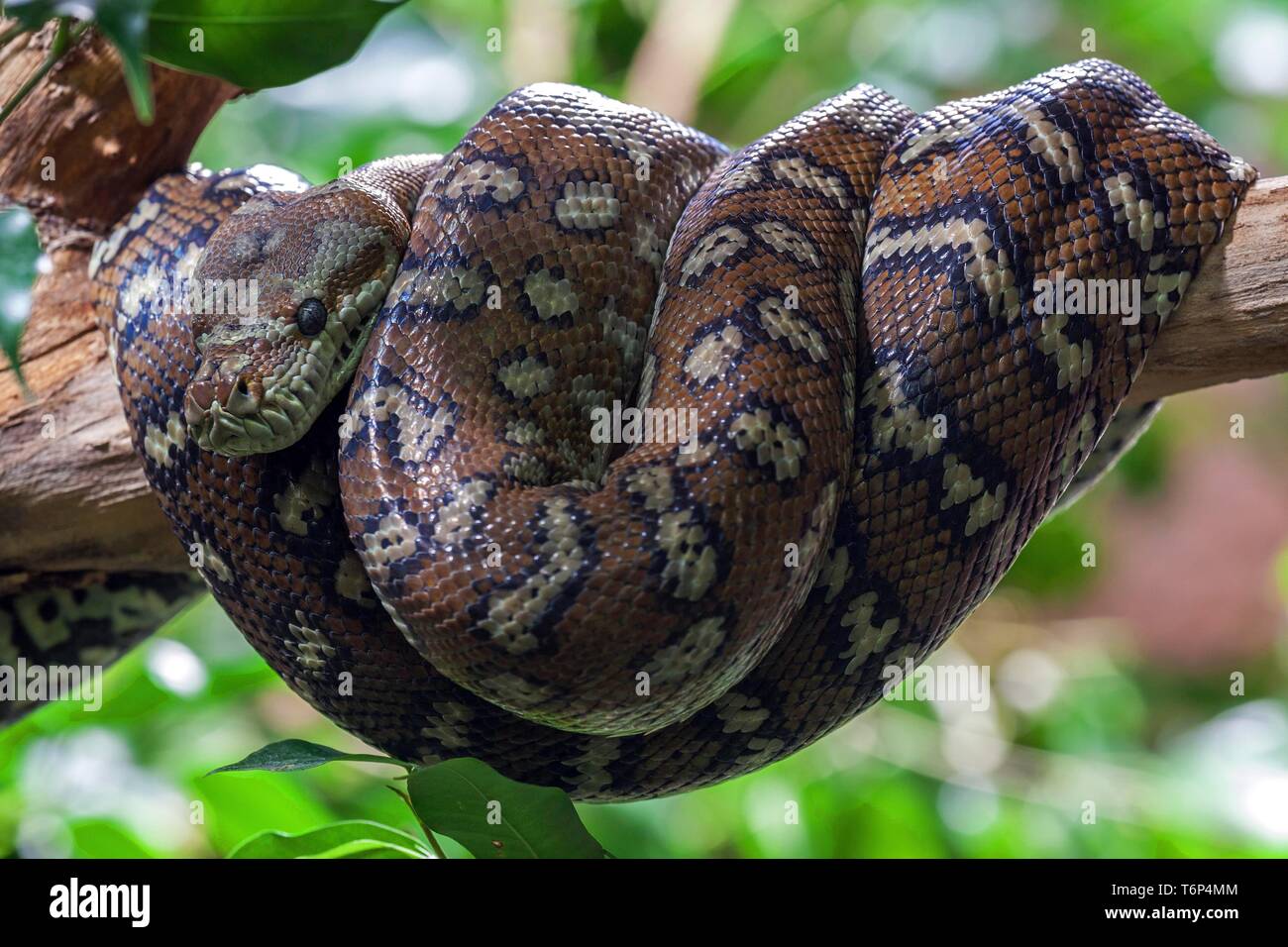 Carpet Python (Morelia spilota variegata), rolled up on branch, captive