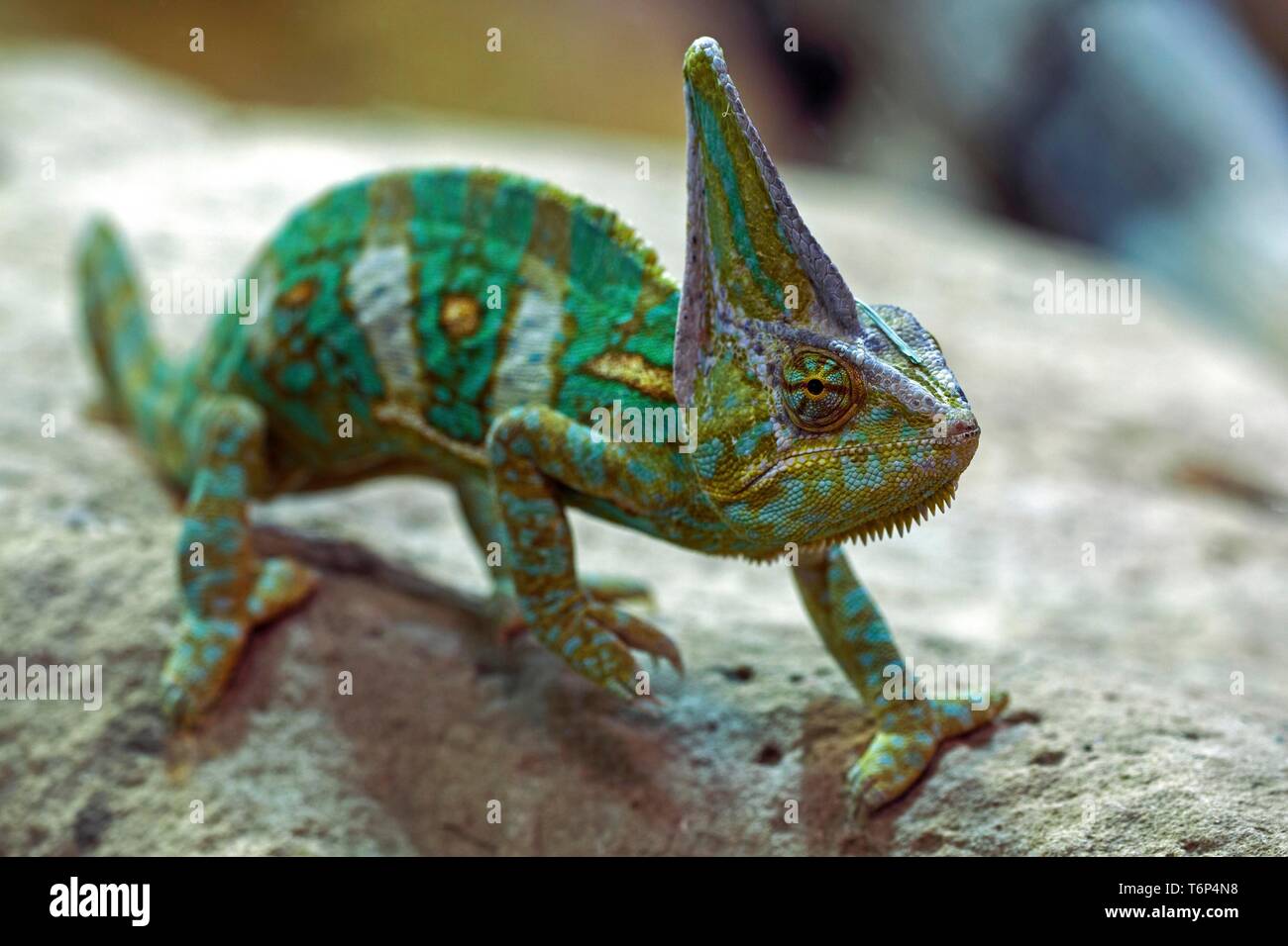 Veiled chameleon (Chamaeleo calyptratus), captive, Germany Stock Photo