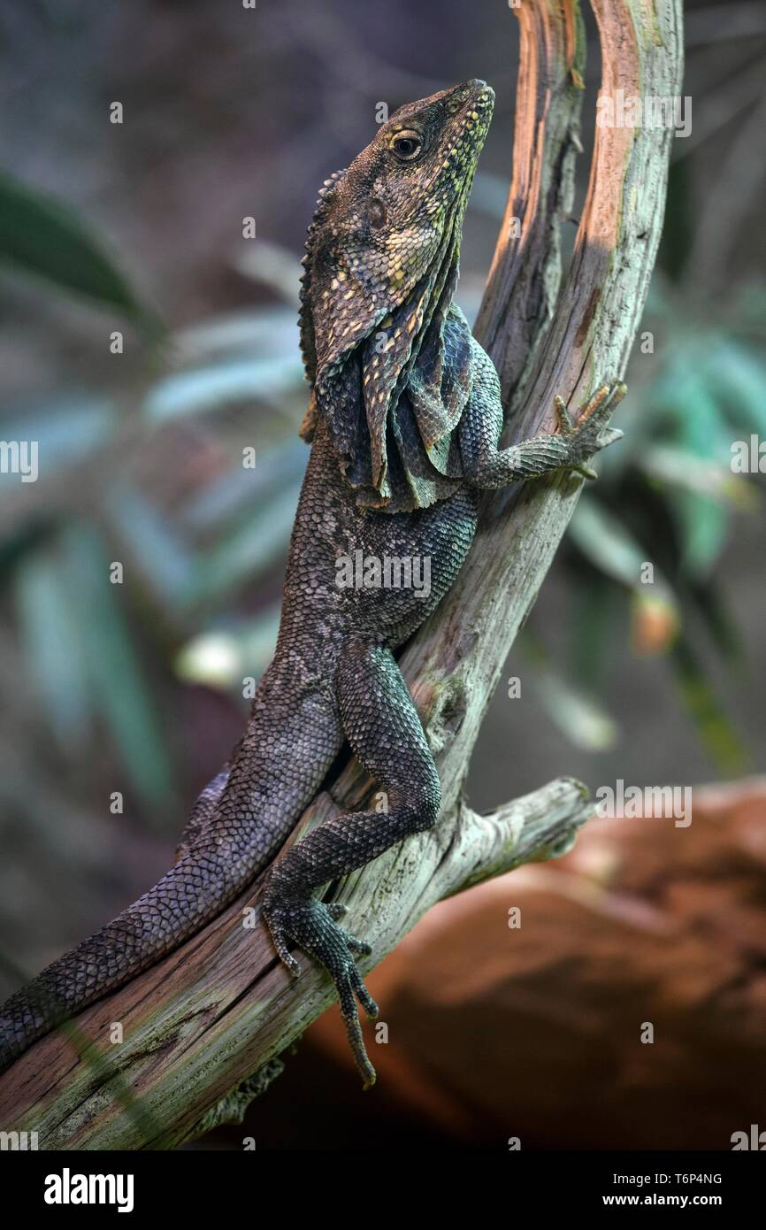Frill-necked lizard (Chlamydosaurus kingii) climbs on branch, captive, Germany Stock Photo