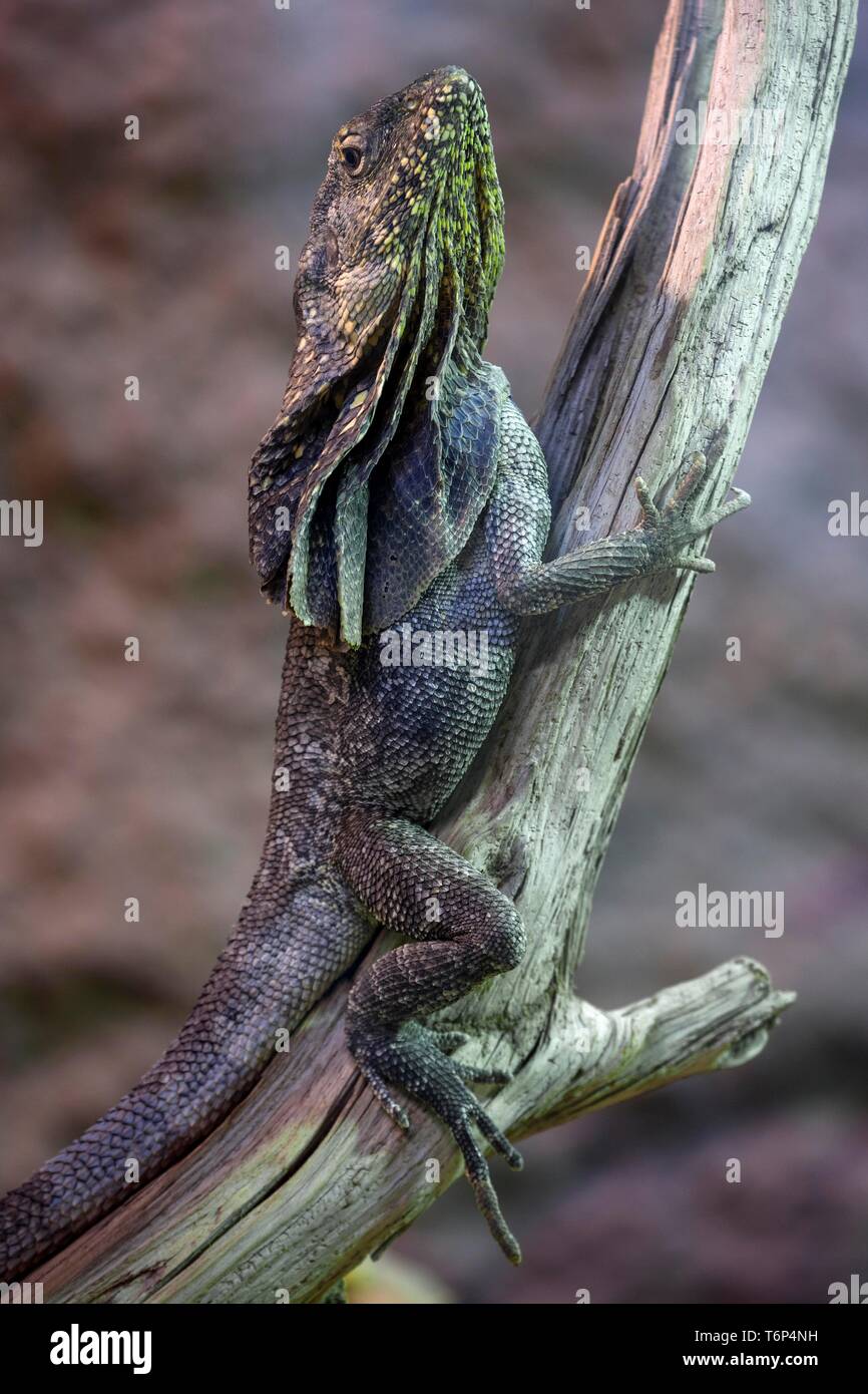Frill-necked lizard (Chlamydosaurus kingii) climbs on branch, captive, Germany Stock Photo