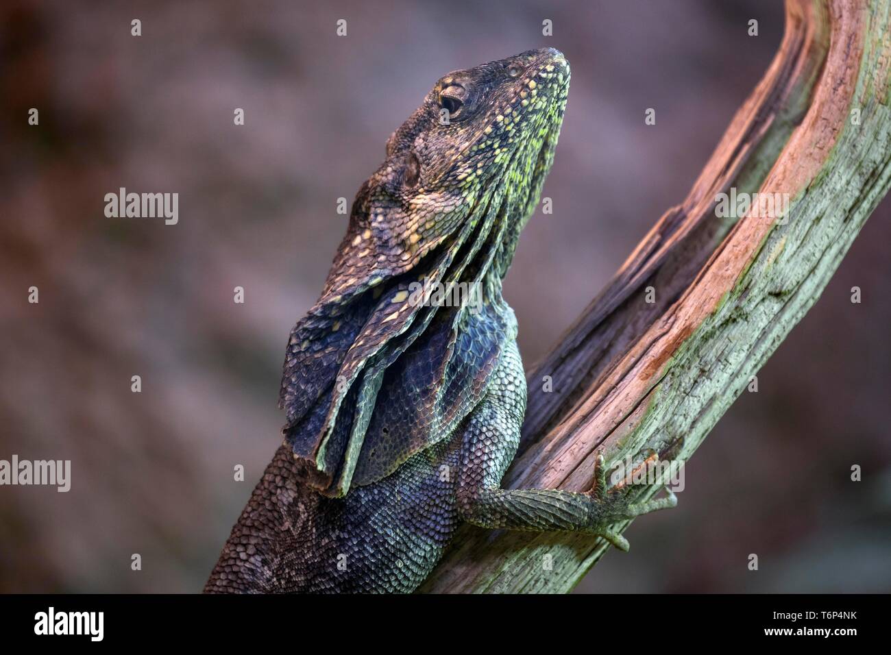 Frill-necked lizard (Chlamydosaurus kingii) on branch, animal portrait, captive, Germany Stock Photo